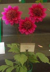 Purple Puff dahlia