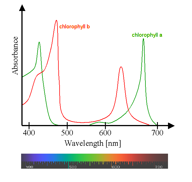chlorophyll absorance curve