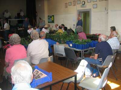 Dahlia plant sale - auction in progress