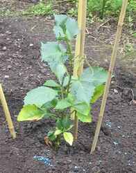 Dahlia when planted out at end of May 08