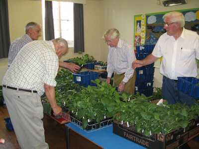 MDS plant sale - the backroom boys