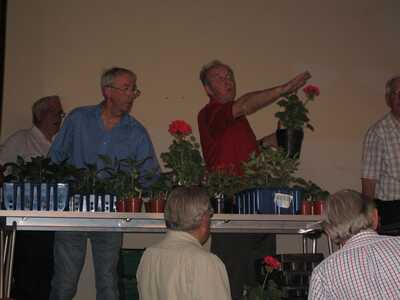 MDS plant sale - begonias and other plants for sale