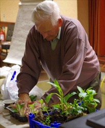 dahlia cuttings