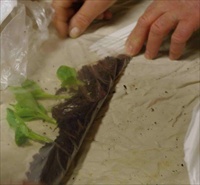 dahlia cuttings in a plastic sleeve