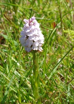 Heath Orchid