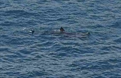 basking shark