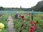 Cor Geerlings among his exhibition dahlias