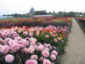 Aad Verwer's nursery, Holland