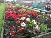 Verwer Nursery - dark foliage varieties