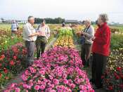 Rotterveel Nursery Dahlia beds