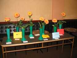 Grow And Show A Dahlia Competition entries