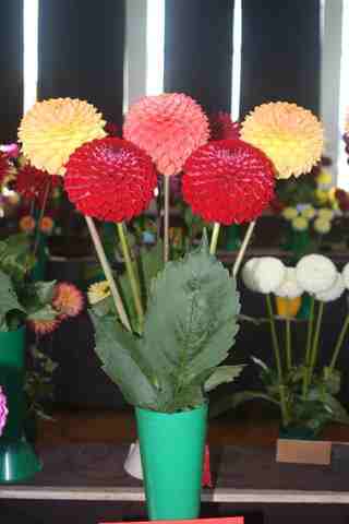 Small ball dahlias - Blyton Softer Gleam (two flowers), seedling, Kens Choice at the front ( two flowers), at the annual show 2007.