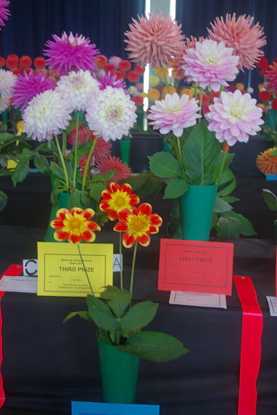 Waterlily dahlias