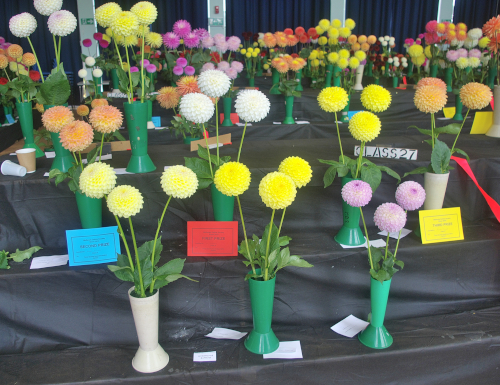 members exhibits in class 27