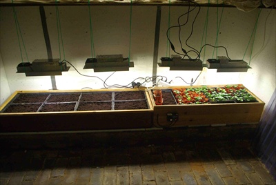 grow lights located in cellar