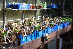 More greenhouse tubers