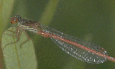 Small Red damselfly