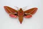 Elephant hawk moth