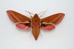 Elephant hawk moth